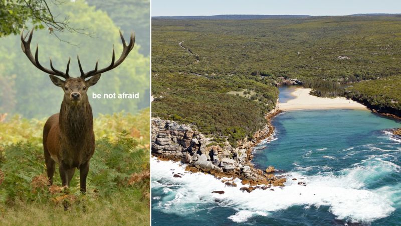 Two Naked Sunbakers Who Got Chased Through The NSW Bush By A Deer Copped $1,000 Lockdown Fines