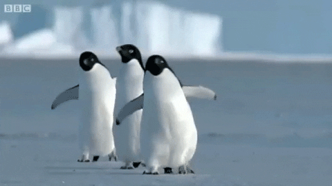 penguins walking