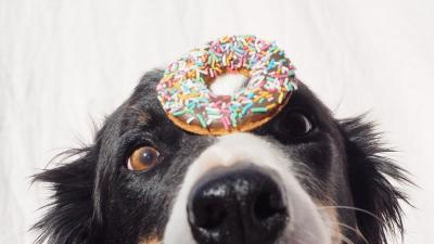 Krispy Kreme Is Doing Doggie Doughnuts So We Can Treat Our Pups For Helping Us Through Locky-D