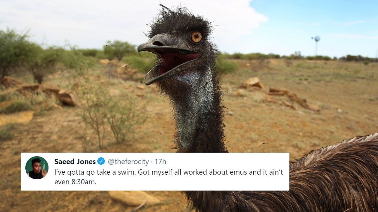 Shout Out To The Americans Who Just Discovered That Aussies Went To War With Emus And Fkn Lost