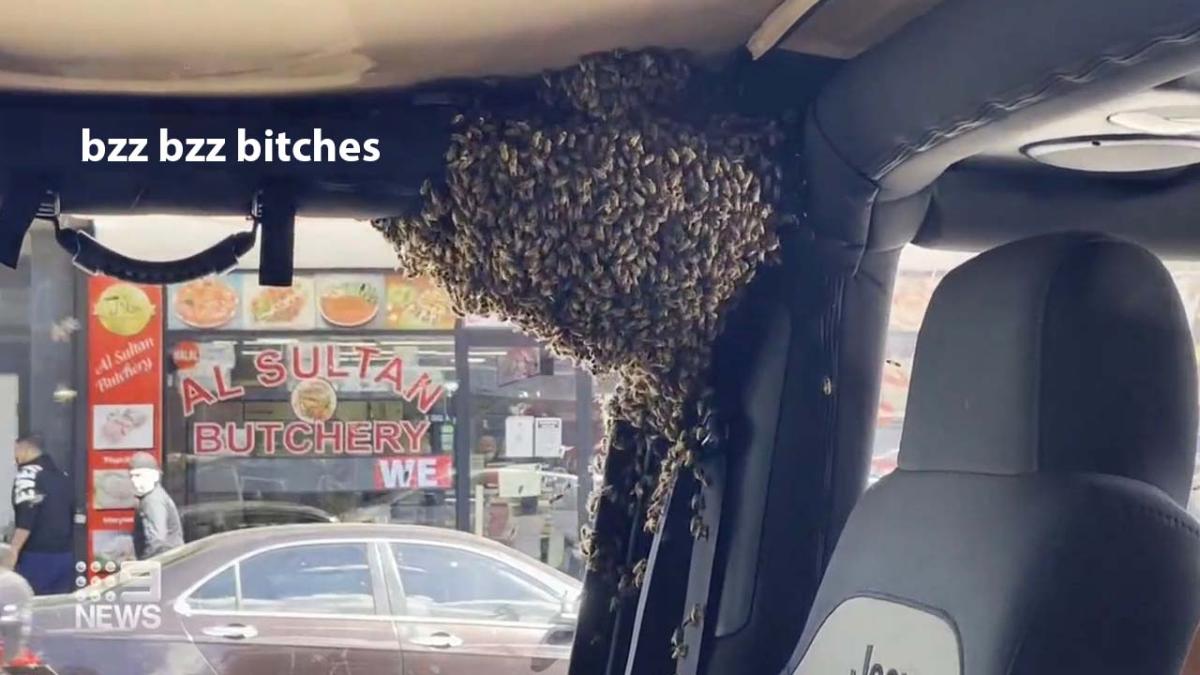 sydney bees in car