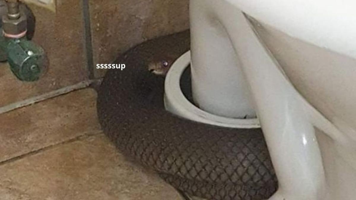 an eastern brown snake wrapped around a toilet