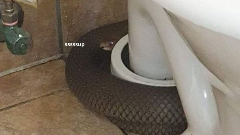 Someone Found This Huge Hiss Puppy While On The Loo, Which Is The Best Place To Shit Yourself