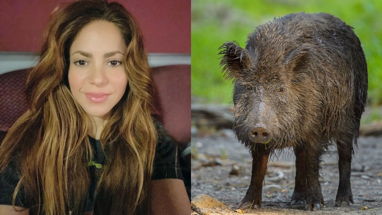 Shakira Fought Off Two Wild Boars For Her Handbag & I Wanna Be Whenever, Wherever She Is