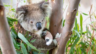 Here’s What Goes Into Rescuing, Rehabilitating & Releasing Injured Koalas Back To Their Homes
