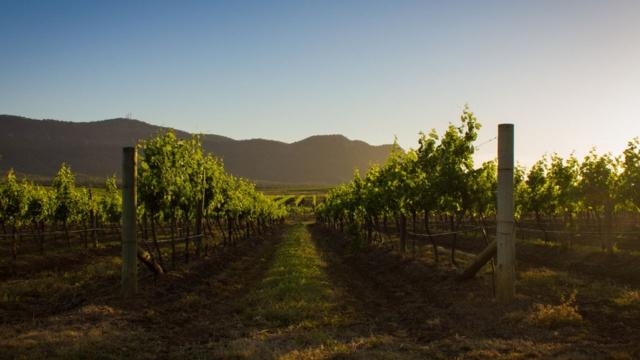 A picture of the vineyards in Hunter Valley, as NSW regional travel is reportedly delayed,