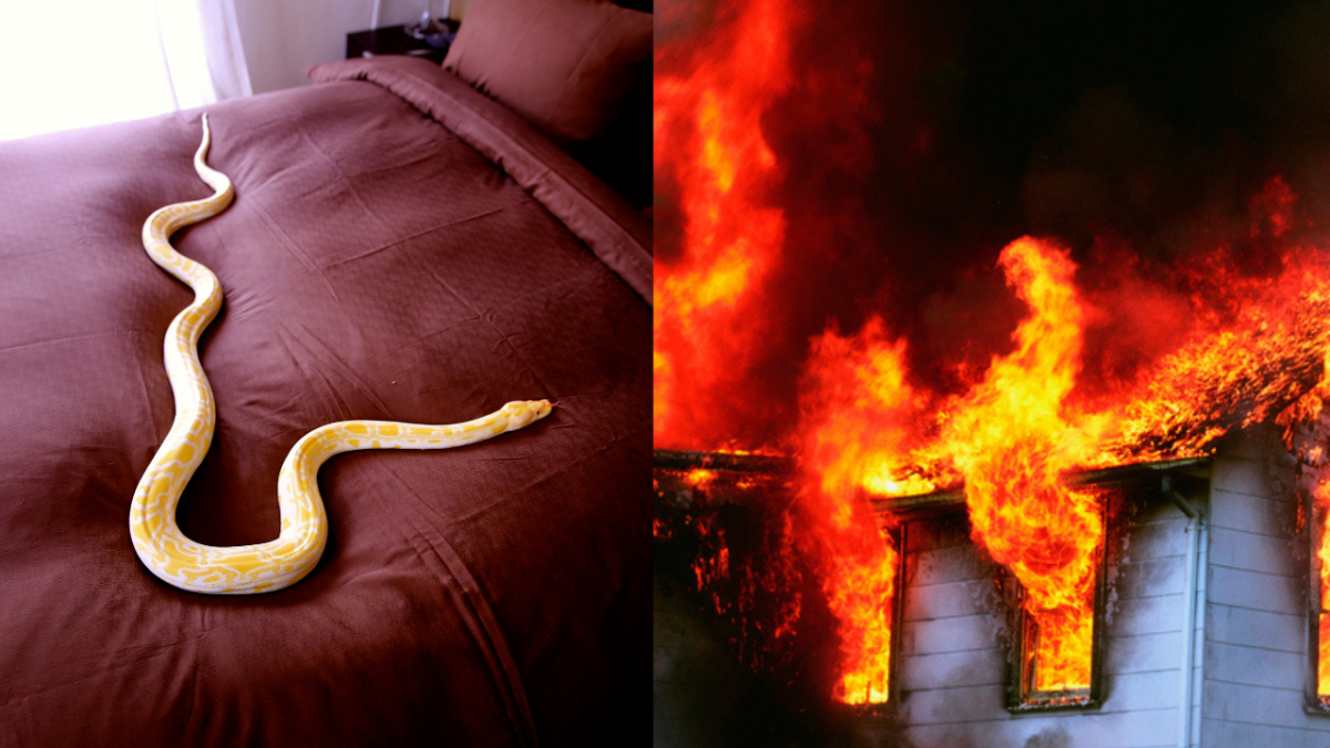 Snake Burning House