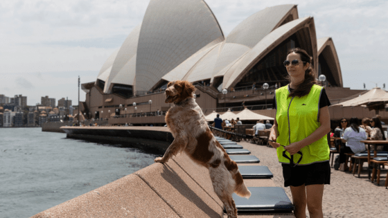 Sydney Opera House To Pay $400k For Trained Floofy Bois To Scare Away Seagulls From Restaurants