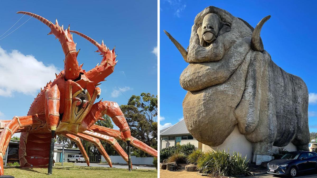 big things australia lobster merino poll