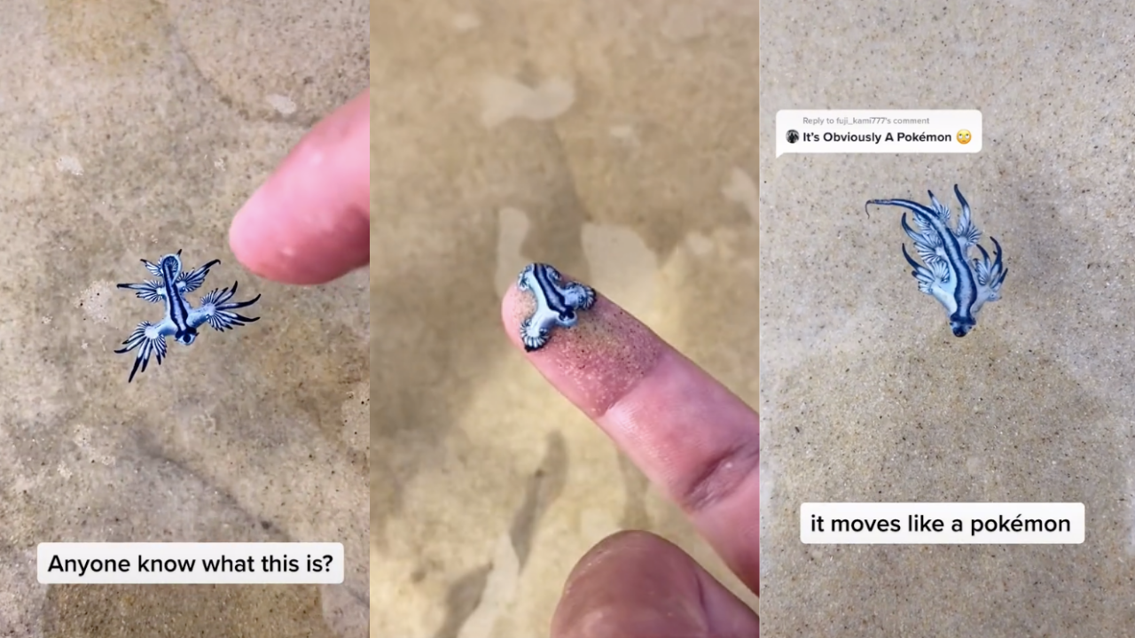 An Aussie TikToker Found A Real Life Pokémon, Which Is Actually A Very Poisonous Blue Sea Slug
