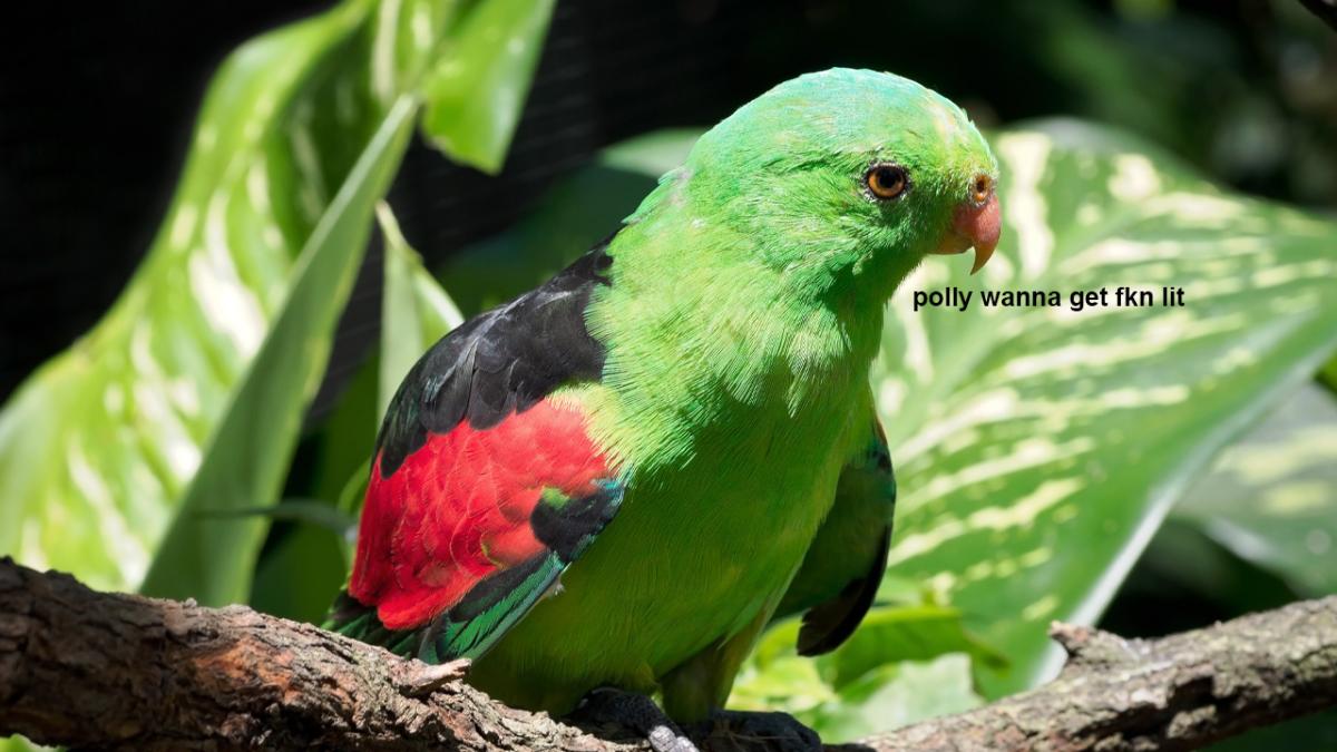 parrot bird drunk rancid mangoes western australia