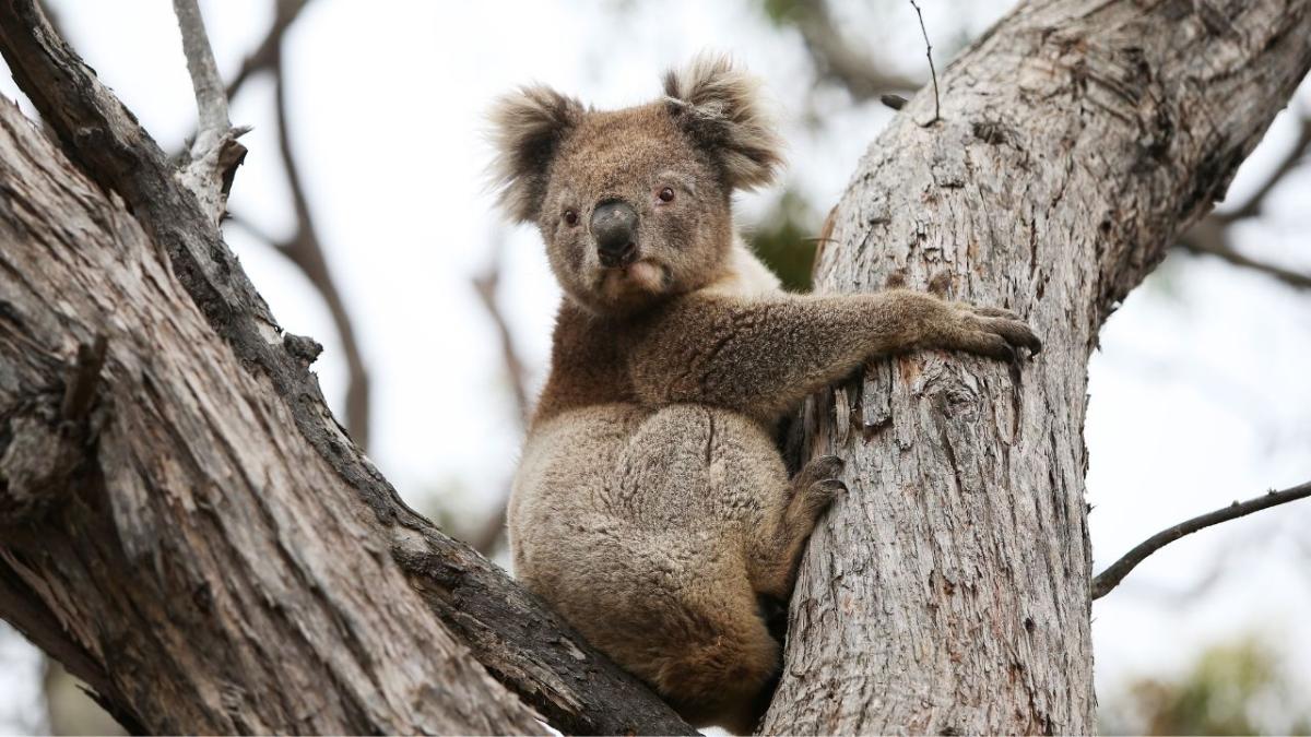 The Australian Reptile Park has come under fire after renting out koalas. Image description: a koala sits in a tree, its face appearing to frown.