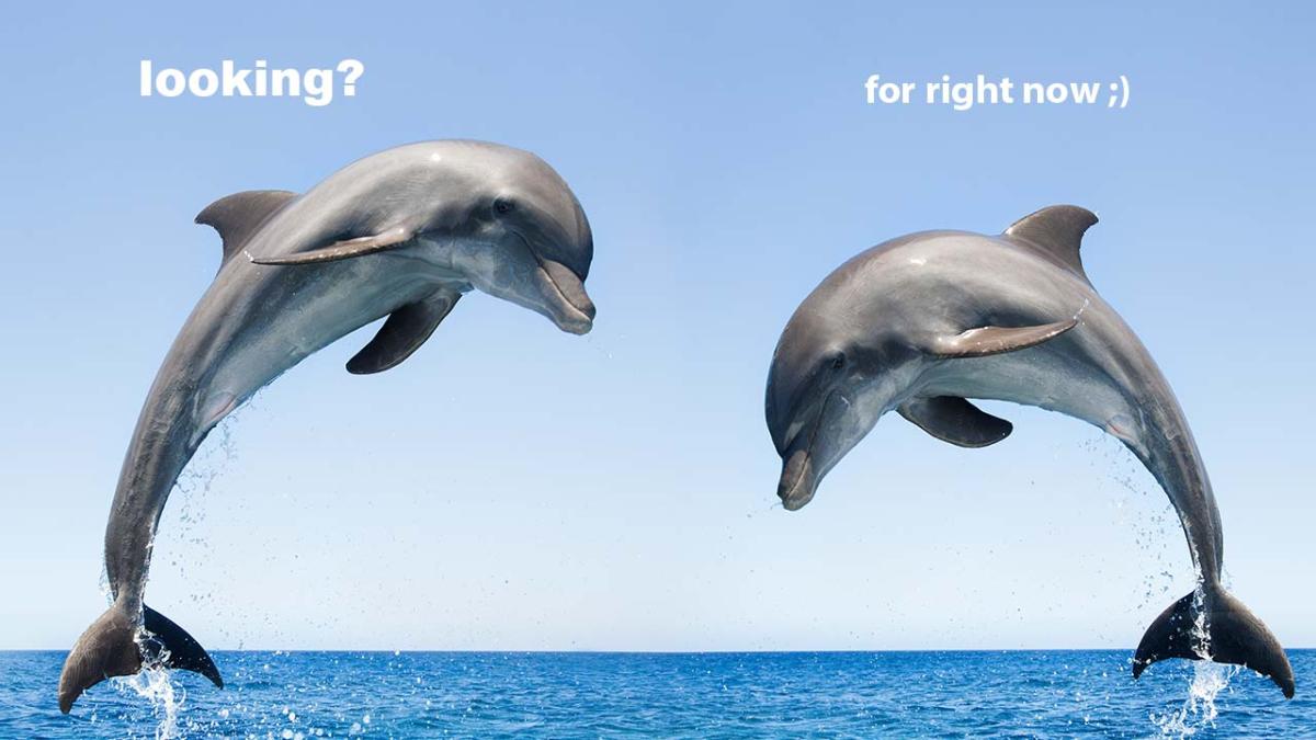 dolphins gay sex clitoris like humans study