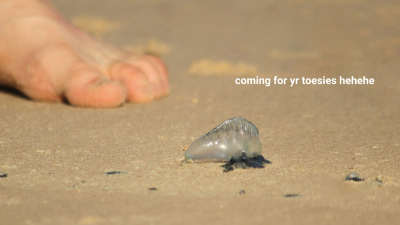An Armada Of Bluebottle Stingy Bois Is Taking Over The Australian Coast So Watch Your Step