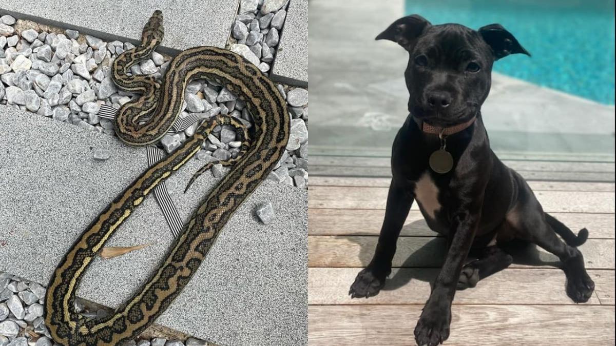 A 2 metre long snake, next to a staffy puppy.