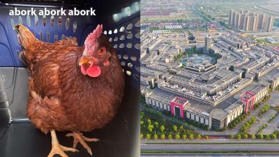 A Chook Legit Tried To Sneak Into The Pentagon And Is This The Plot To Chicken Run 2?