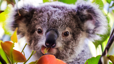 Koala Conservationists Reckon Fed Govt’s $50m Pledge Is Blinky Bullshit Without Proper Action