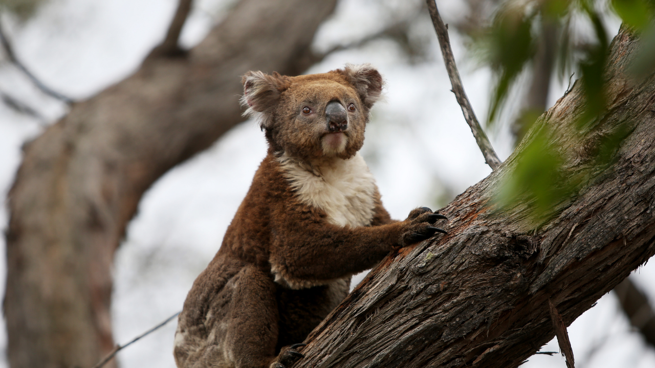 koalas-listed-endangered