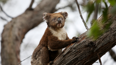 Koalas Have Officially Been Listed As Endangered, But The Govt Still Won’t Address The Root Cause