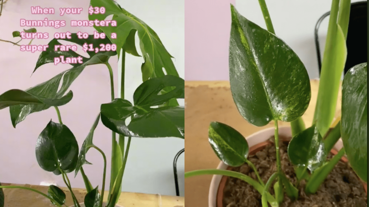 This TikTok Plant Mum Scored A Monstera Worth Thousands Of Dollarydoos For $30 At Bunnings