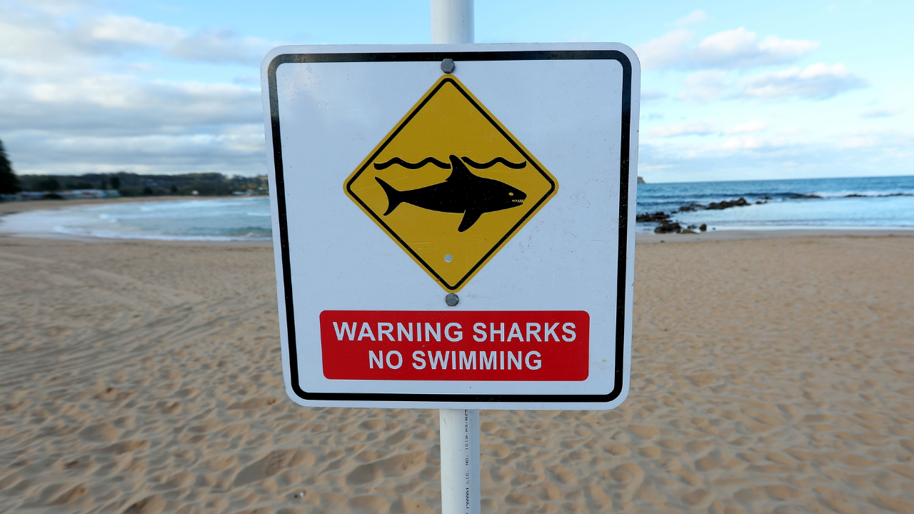 A Bunch Of Beaches Are Now Closed After Sydney’s First Fatal Shark Attack In Almost 60 Years