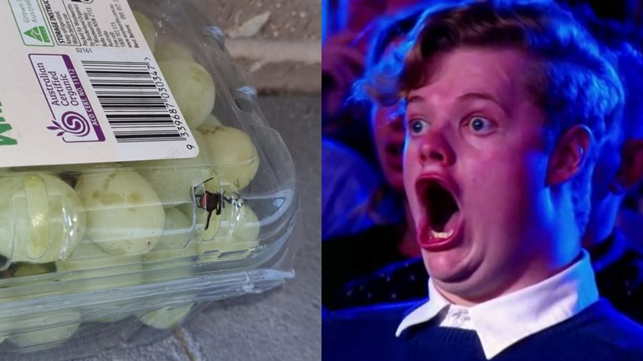 Redback Spiders Are Turning Up In Packs Of Grapes ‘Cos Living In Australia Is A Horror Movie