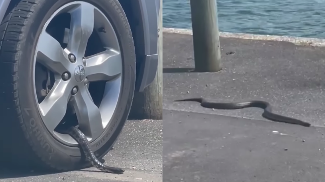 This Big ‘Ol Tiger Snake Hitched A Ride In A Tassie Car’s Tyre & Skidmarks Up Ahead