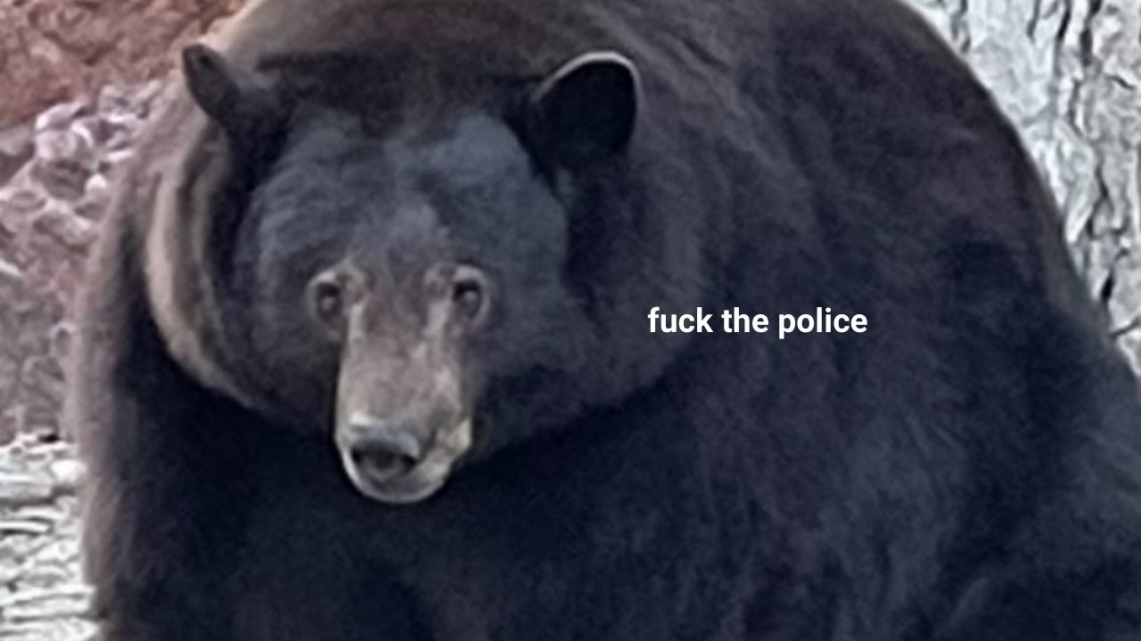 Chonky Bear ‘Hank The Tank’ Is Wanted By Californian Authorities For Stealing From The Rich