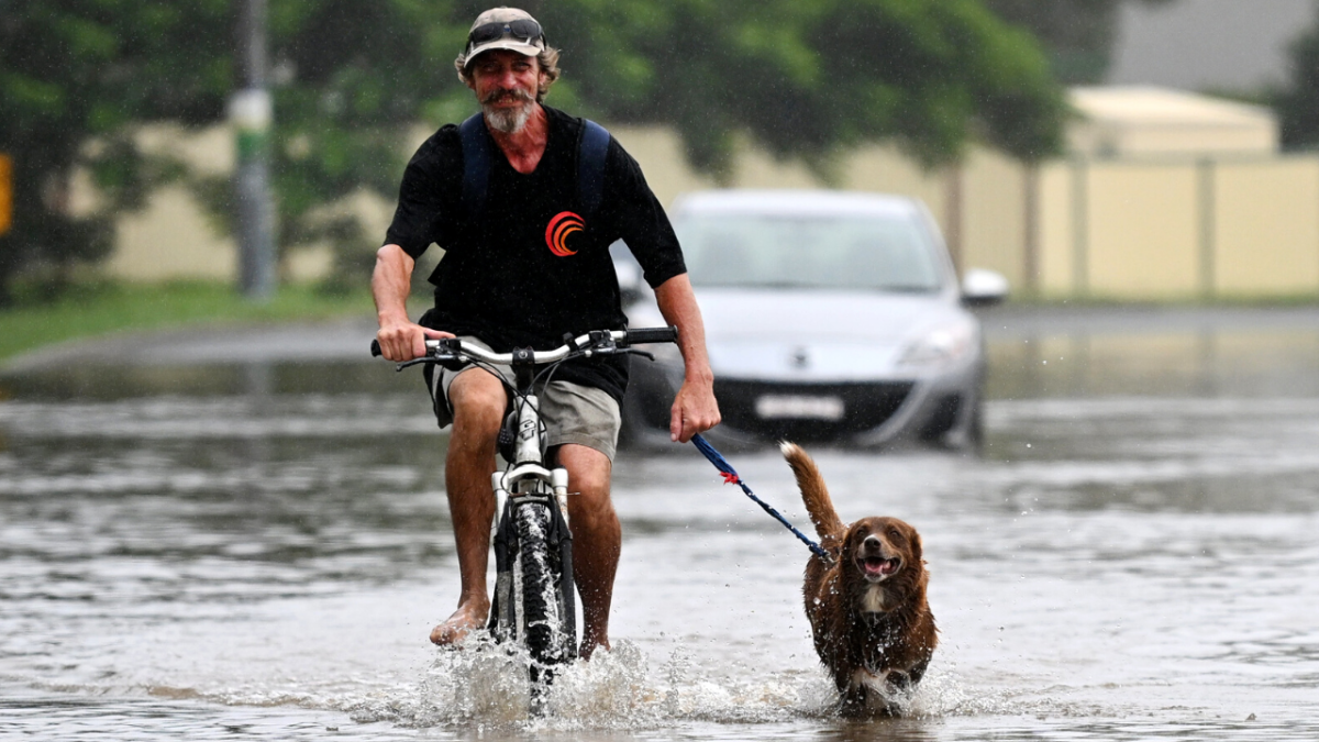 Queensland Dogs Floods