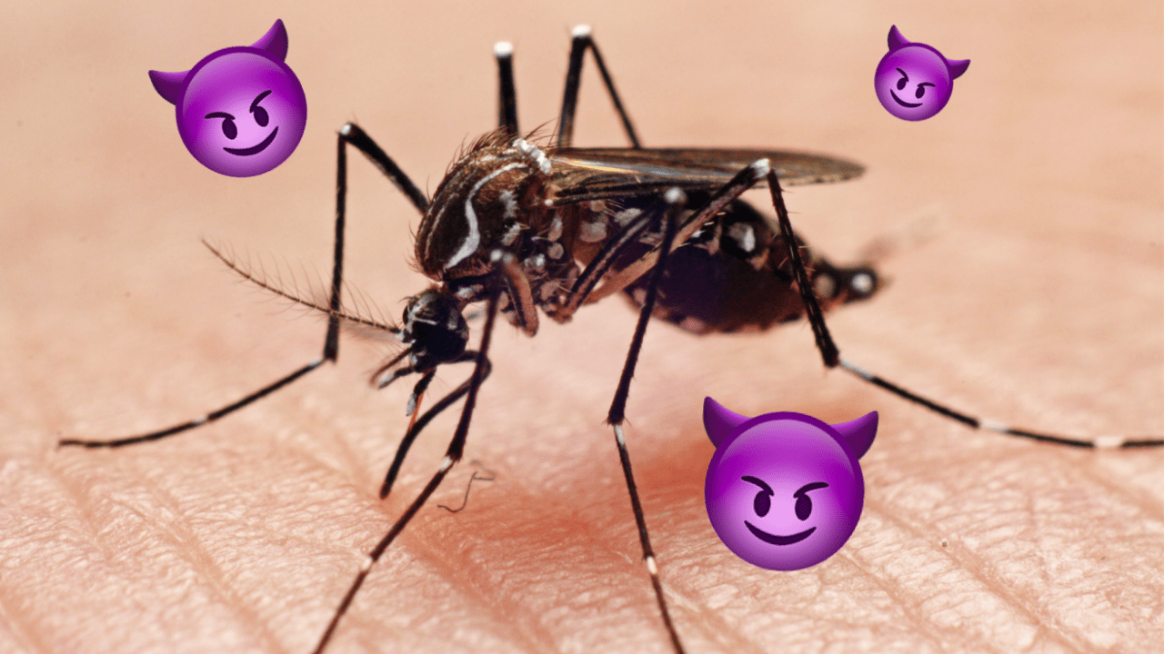 WTF Is ‘Nationally Significant’ Japanese Encephalitis & Should I Be Worried? Yr 3-Min Explainer