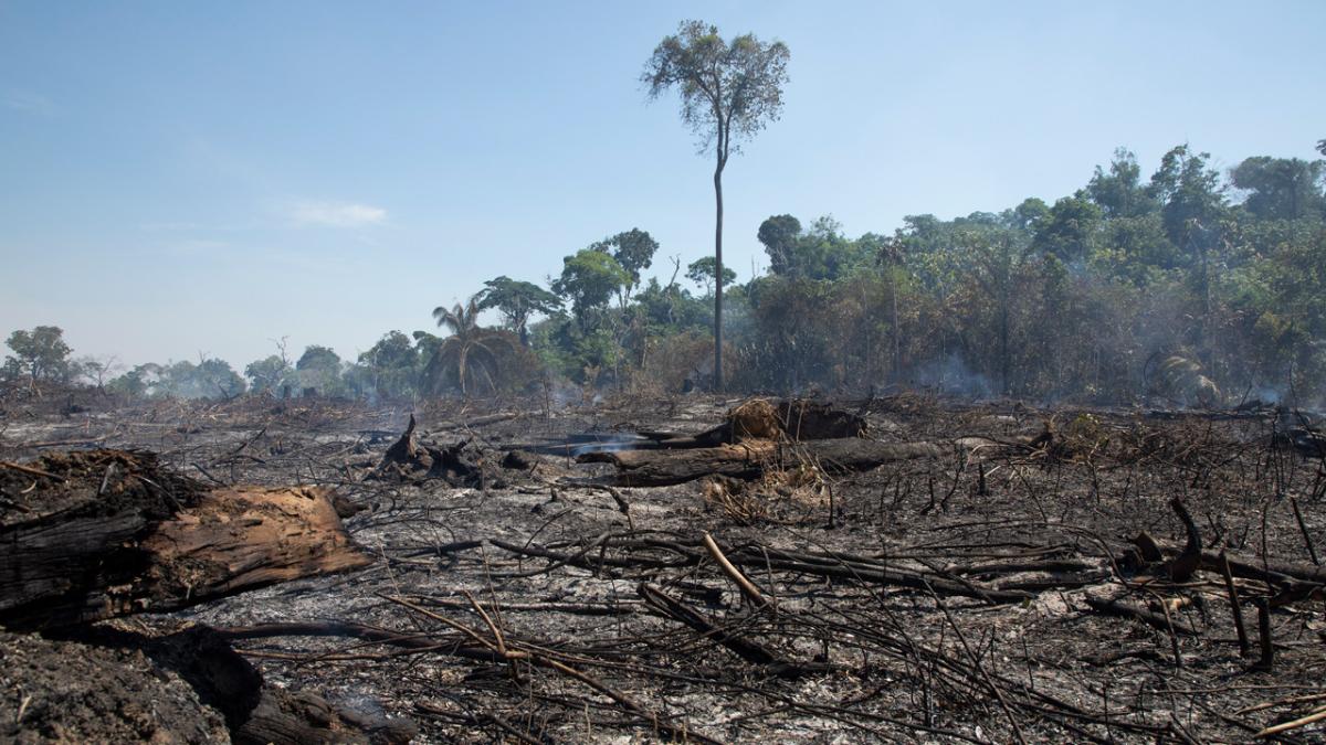 amazon rainforest tipping point drought recovery