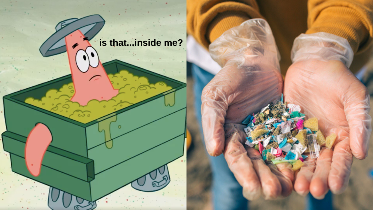 Microplastics Have Been Found In Human Blood So Can’t Wait To Animorph Into A Tupperware Box