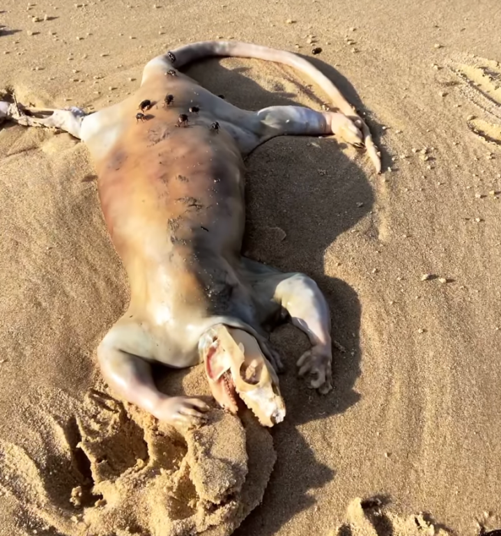 Creepy 'alien' animal found on Queensland beach.