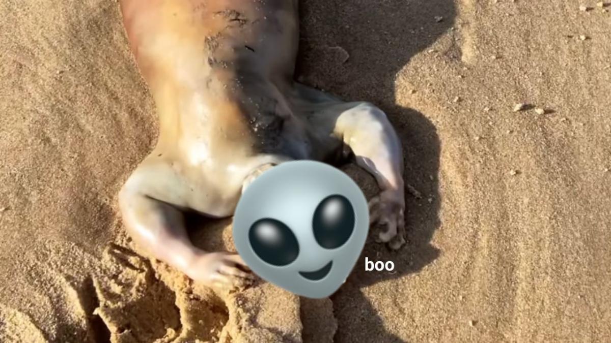 A creature that washed up on a Queensland beach. It was mistaken for an alien.
