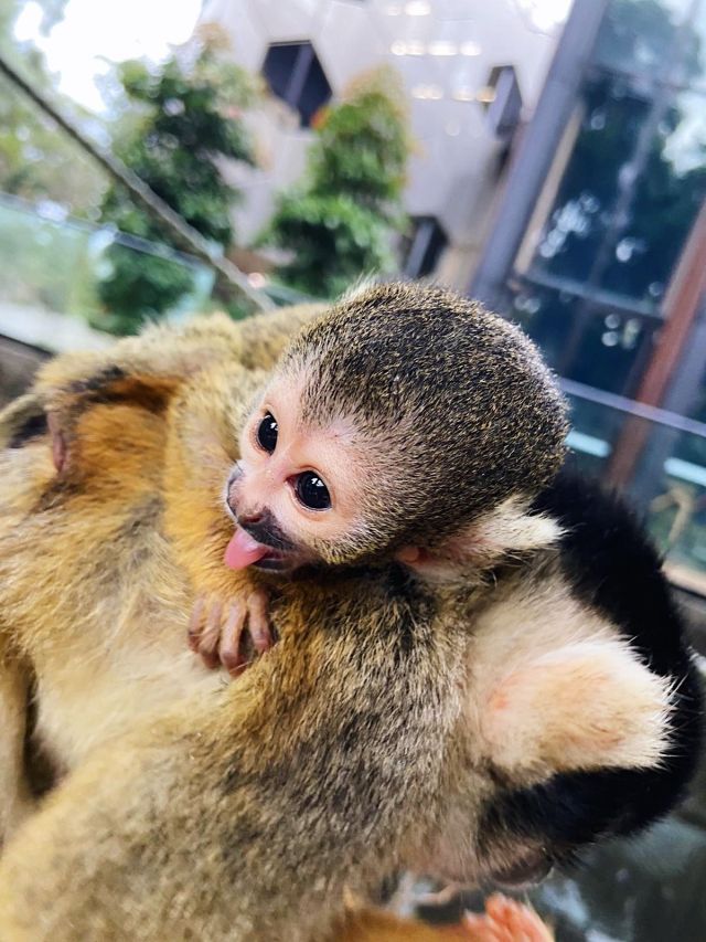 bolivian squirrel monkeys