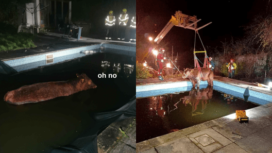 A Bull Had To Be Rescued From A Swimming Pool By Firefighters After He Went For A Cheeky Swim