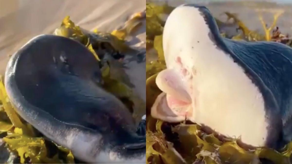 weird stingray/shark like creature on Bondi Beach