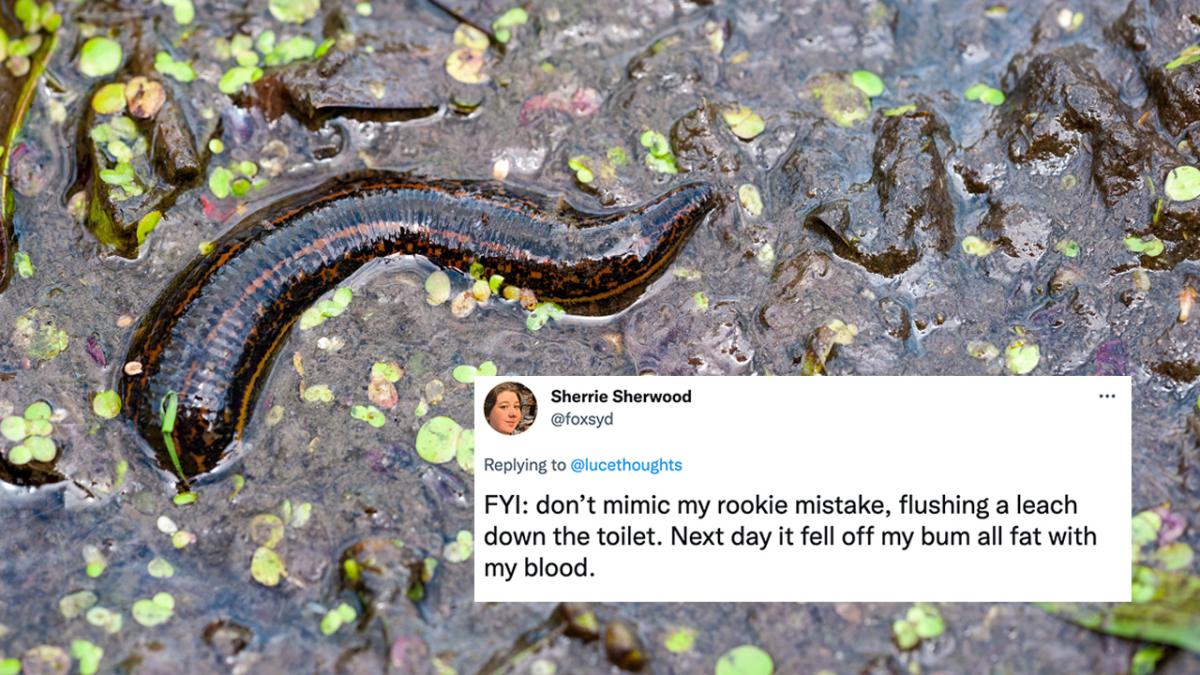 Sydneysiders Are Battling Leeches In All This Wetness Which Really