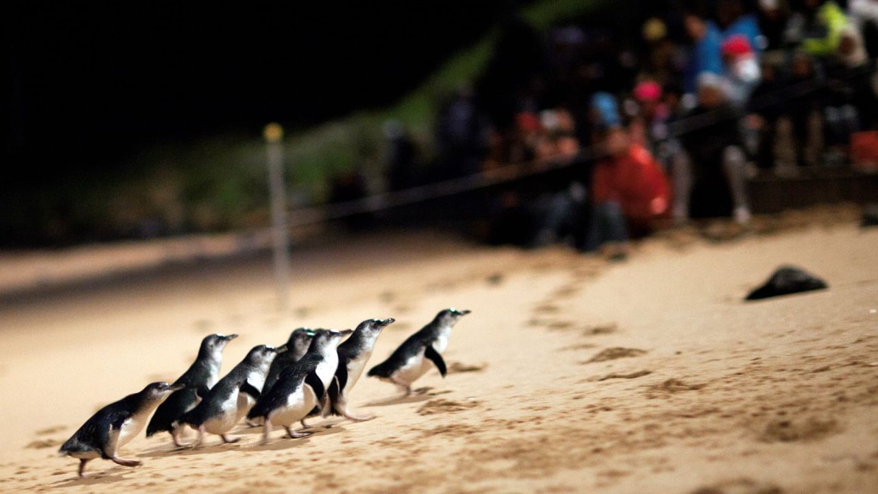 Noot Noot: This Daily Penguin Parade Happens A 2-Hour Drive From Melbs On Phillip Island