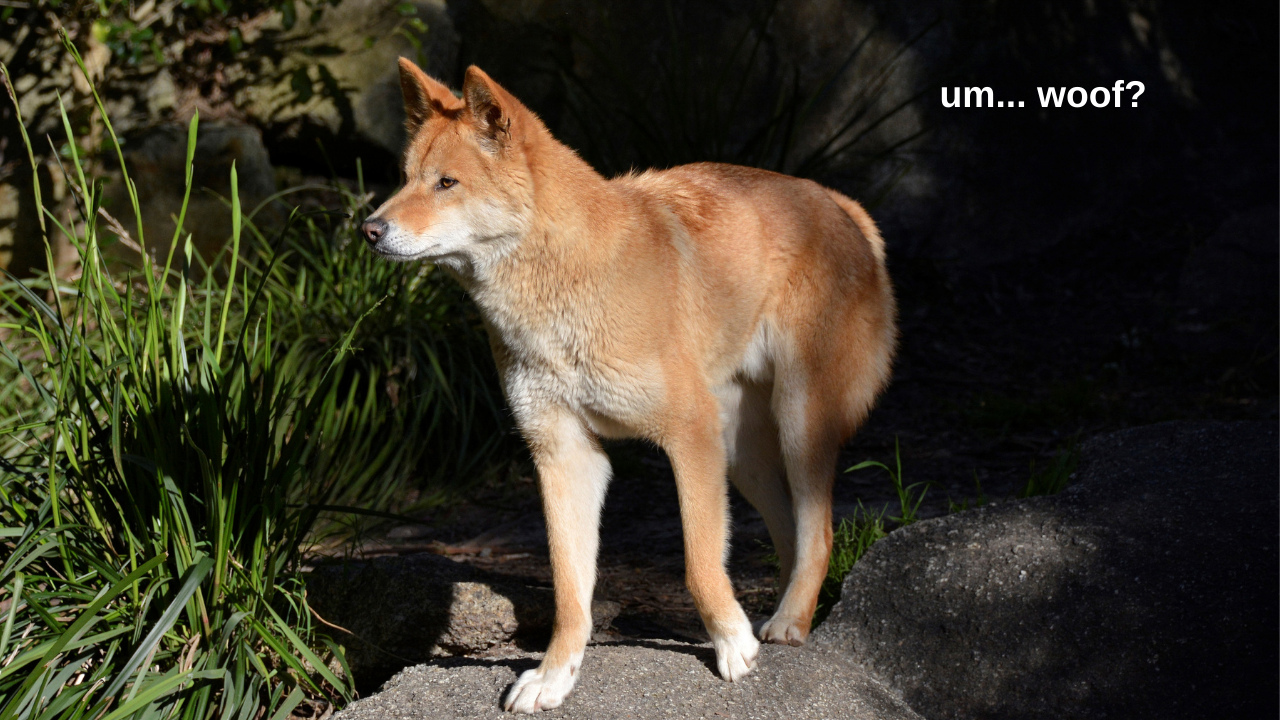 New ID for Dingoes  The Scientist Magazine®