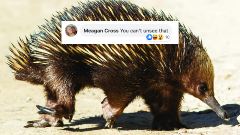 Australian Geographic Fans Are Freakin’ Out After It Posted A No Warning Echidna Dick Pic On FB