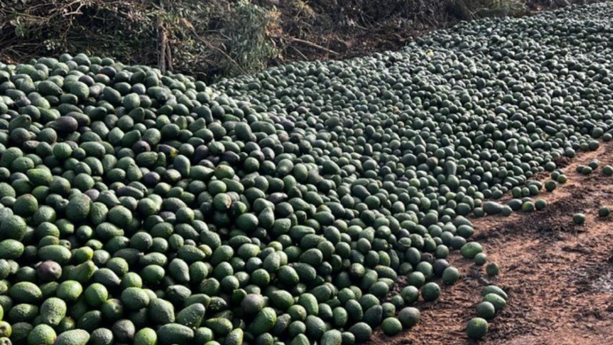 A pile of avocados discarded by farmers in queensland
