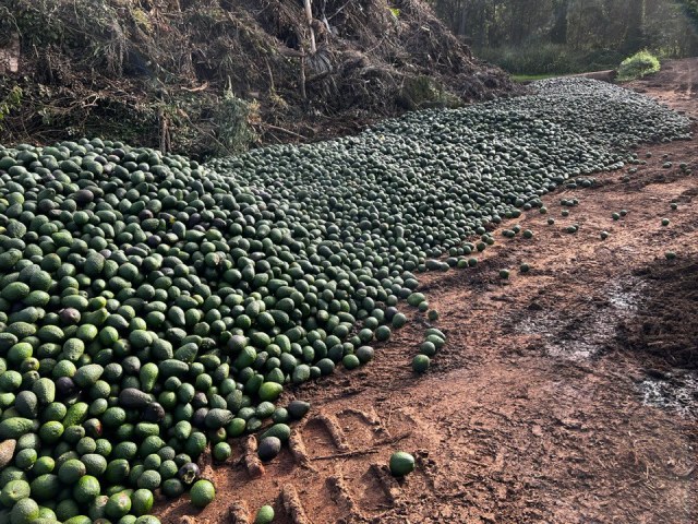 truckloads of avocados wasted