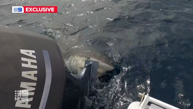 A shark attacks a boat in western Sydney, biting the propeller