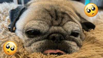 This New Study Says Pugs Have So Many Health Issues They’re Not Even ‘Typical Dogs’ Anymore