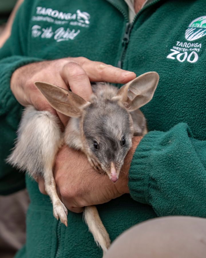 32 Endangered Bilbies Were Reintroduced To The NT & The Pics Have Warmed My Frozen Heart