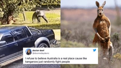 The World Is Doubting If Australia Is Real Again After *That* Viral Vid Of A Roo Fighting A Bloke