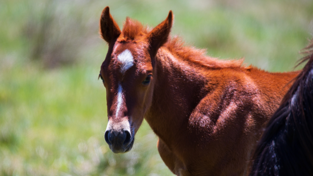 A brown brumby foal in the snowy mountains.