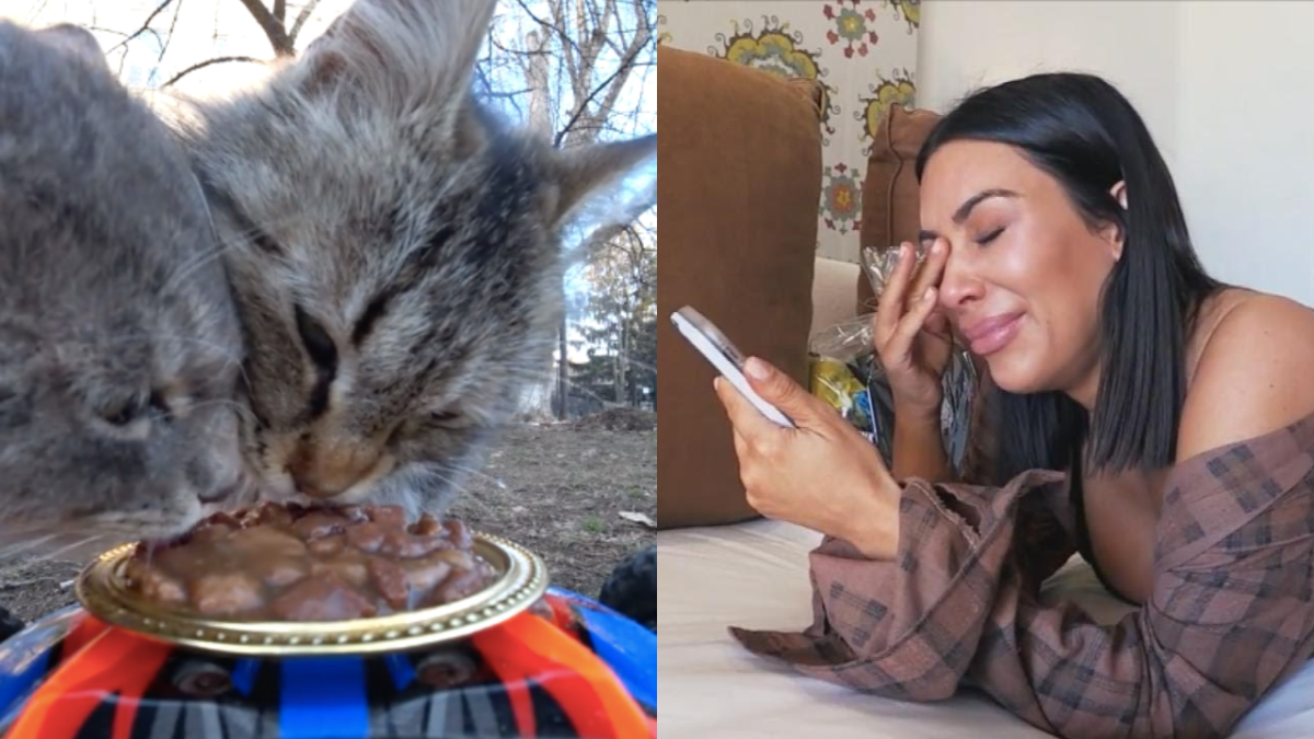 Screenshot of TikTok showing stray cats eating food and Kim Kardashian crying holding her phone on episode of Keeping Up With The Kardashians