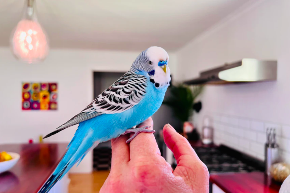 A blue, black and white budgie sits on a human hand